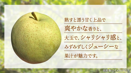 かおり 梨 5kg 【2026年8月中旬発送開始】(茨城県共通返礼品:大子町)