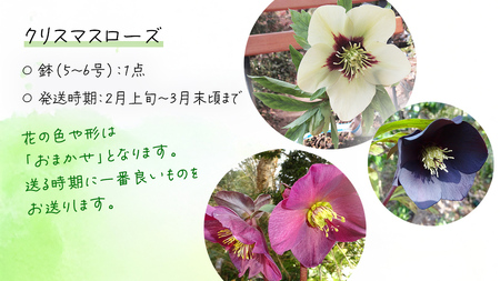 《 先行予約 》【 確実園 オリジナル 】 クリスマスローズ (おまかせ1点)