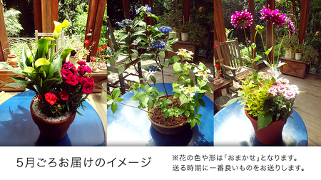 【 確実園 オリジナル 】 寄せ植え （おまかせ1点） ガーデニング 花 はな フラワー 鉢 鉢植え