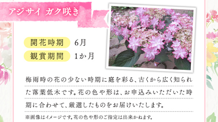 ≪先行予約≫アジサイ ガク咲き 【 おまかせ 1点 】【2026年4月上旬頃より発送開始】