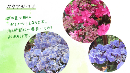 ≪先行予約≫ガク アジサイ 【 おまかせ 1点 】【2026年4月上旬頃より発送開始】