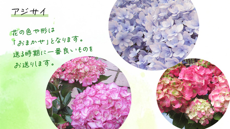 ≪先行予約≫アジサイ 【 おまかせ 1点 】【2026年4月上旬頃より発送開始】