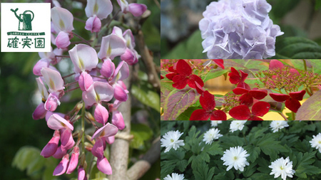 シクラメン【 おまかせ 1点 】