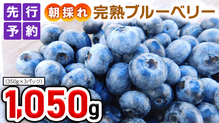 朝採れ 完熟 ブルーベリー 1,050g （ 350g × 3パック ） 数量限定 冷蔵 ...