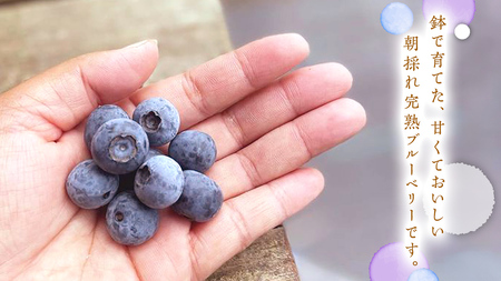 ≪先行予約≫ 朝採れ 完熟 ブルーベリー 1,050g ( 350g × 3パック )【 2026年 6月上旬頃より発送開始 】
