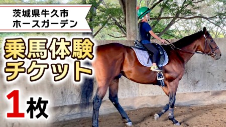 乗馬体験1回コース 乗馬 レッスン 見学 初心者 日帰り 体験 馬 チケット