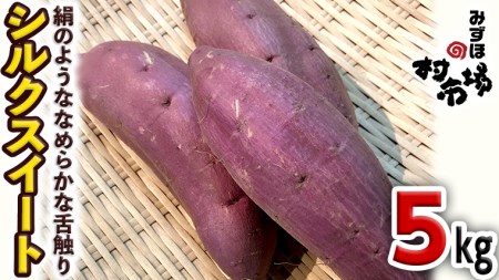 さつまいも 「 シルクスイート 」 5kg 旬 甘い 芋 いも サツマイモ