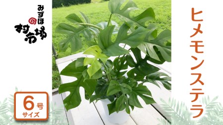 ヒメモンステラ 1鉢 観葉植物 ガーデニング 植物 鉢