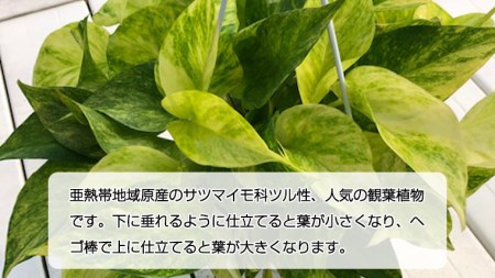ポトス 1鉢 【 吊り鉢 】 観葉植物 ガーデニング 植物 鉢
