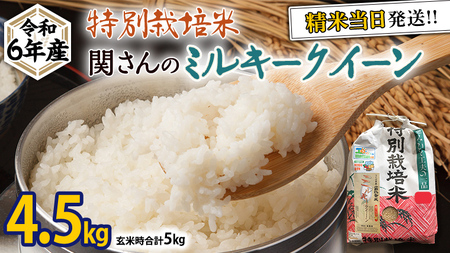 特別栽培米 》 令和6年産 精米日出荷 関さんの「 ミルキークイーン 」 4.5kg ( 玄米時 5kg ) 新鮮 精米 米 こめ コメ  特別栽培農産物 認定米 新米 | 茨城県牛久市 | ふるさと納税サイト「ふるなび」