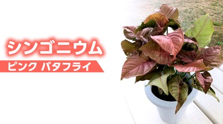 観葉植物 】 シンゴニウム ・ ピンク バタフライ 1鉢 シンゴニューム