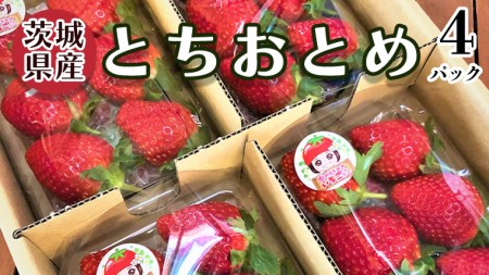 茨城県産 いちご 「 とちおとめ 」 4パック イチゴ 果物 フルーツ 新鮮 旬 果実