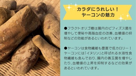 牛久市産 泥付き 「 ヤーコン 」 1.8kg 野菜 健康 健康野菜 食物繊維 根菜 芋 いも イモ