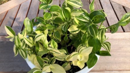 【 観葉植物 】 トラデスカンチア 「 バエリガータ 」 1鉢 ( 6号サイズ ) ガーデニング 室内 植物 花 鉢 緑 トラカン