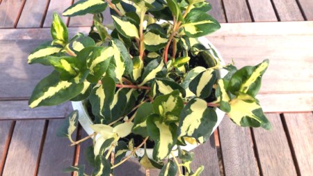 【 観葉植物 】 ツルニチニチソウ 「 ワジョージェム 」 1鉢 ( 6号サイズ ) ガーデニング 室内 植物 花 鉢 緑