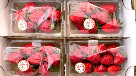 茨城県産 いちご 「 いばらキッス 」 4パック イチゴ 苺 果物 フルーツ 新鮮 旬 果実