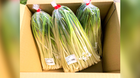 茨城県産 【 規格外 】 エシャレット 1.5kg 期間限定 野菜 旬 小粒 Sサイズ 冷蔵 料理 漬物 炒め物