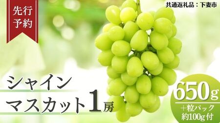 《 先行予約 》 シャインマスカット 1房 ( 約650g + 粒パック 約100g付 )【2026年8月下旬頃発送開始】 ( 共通返礼品：下妻市 )