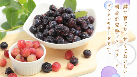 ≪先行予約≫【 数量限定 】 朝採れ 完熟 ブルーベリー 700g と ピンクレモネード 350g の 詰合せ セット 食べ比べ (1パックあたり 350g ) 【 2026年 6月上旬頃より発送開始 】