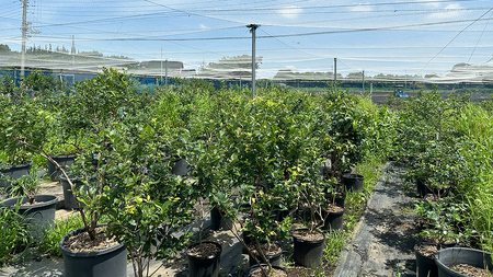 ≪先行予約≫【 数量限定 】 朝採れ 完熟 ブルーベリー 700g と ピンクレモネード 350g の 詰合せ セット 食べ比べ (1パックあたり 350g ) 【 2026年 6月上旬頃より発送開始 】