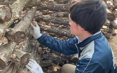 肉厚!原木しいたけちゃん　900g＜離島・沖縄配送不可＞【 しいたけ椎茸 茨城県しいたけ椎茸 つくば市しいたけ椎茸 おすすめしいたけ椎茸 】