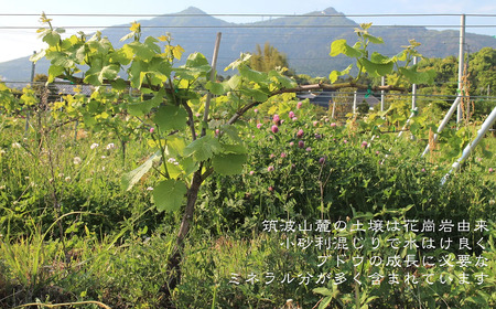 ぶどうジュース 筑波山麓産ぶどうジュース4本セット(白&黒 各2本) ビーズニーズヴィンヤー ズ