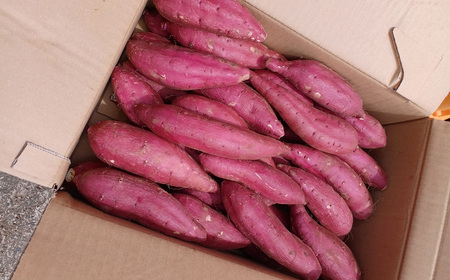 さつまいも 茨城県産 紅はるか 5kg