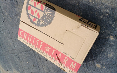 さつまいも 茨城県産 紅はるか 5kg