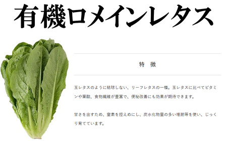 有機いちご400g・有機野菜セットB オーガニック
