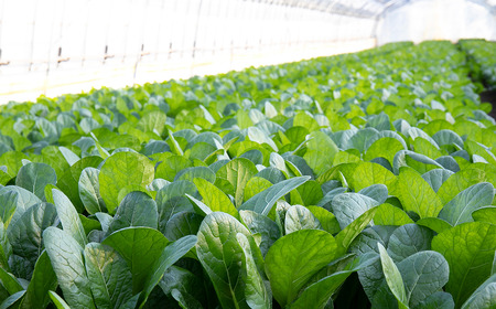 すっぴん有機やさいセット(小松菜・水菜・ロメインレタス) │ オーガニック 野菜