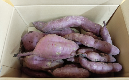 訳あり さつまいも 紅はるか 4.5kg