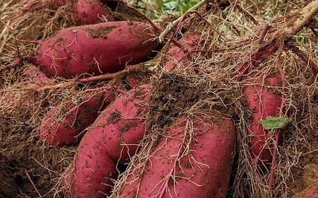 訳あり さつまいも 紅はるか 4.5kg