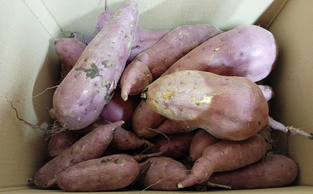 訳あり さつまいも 紅はるか 7kg