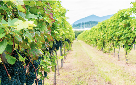 ワイン つくばワイナリー TSUKUBA BLANC & ROUGE プレミアムセット