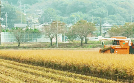 米 【 6カ月 定期便 令和7年産ミルキークイーン5kg 】夢田ファーム ミルキークイーン