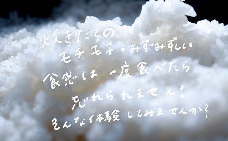 玄米 20kg 令和7年産 ミルキークイーン