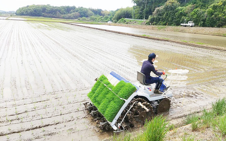 令和7年産 市左衛門農場コシヒカリ5kg(精米) スピード発送 こしひかり