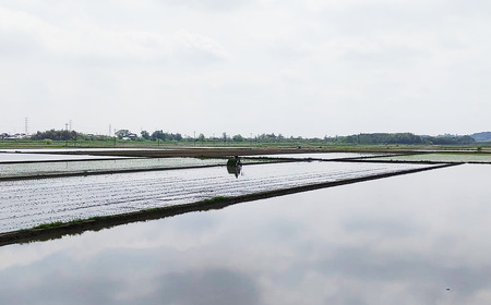 令和7年産 市左衛門農場コシヒカリ10kg(精米) スピード発送 こしひかり