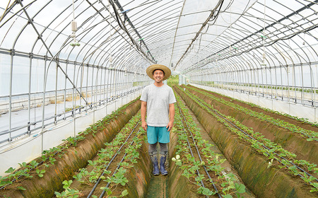 茨城県産とちおとめ 約540g いちご