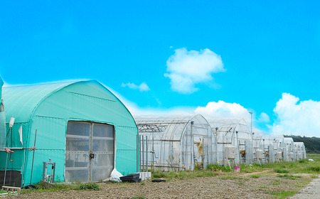 茨城県産とちおとめ 約1080g いちご