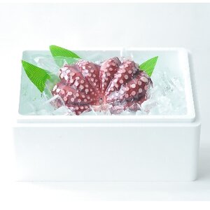 あ印のうま味凝縮製法　蒸したこ　丸々1匹_魚介・海産物 タコ  たこ 蛸_【配送不可地域：離島・沖縄県】【1209322】