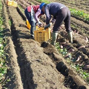【2kg】ほしいも平干し『紅はるか』バラ詰め_果物・フルーツ 干し芋 ドライフルーツ ほしいも ホシイモ_【1467906】