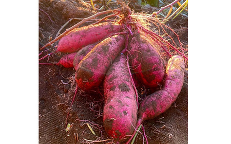 【先行受付】〈ほしいも三ツ星生産者〉清勝農園 干し芋 紅はるか1Kg_ほしいも 紅はるか 茨城産 甘い_【1559815】