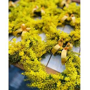 (3月発送)大きな木から作ったミモザのリース【限定品】おしゃれなお花をインテリア壁飾りプレゼントに!_花・観葉植物  花 _【配送不可地域：離島】【1582063】