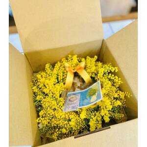 (3月発送)大きな木から作ったミモザのリース【限定品】おしゃれなお花をインテリア壁飾りプレゼントに!_花・観葉植物  花 _【配送不可地域：離島】【1582063】