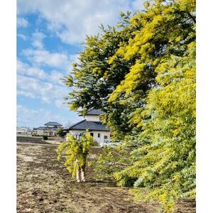 (3月発送)大きな木から作ったミモザのリース【限定品】おしゃれなお花をインテリア壁飾りプレゼントに!_花・観葉植物  花 _【配送不可地域：離島】【1582063】