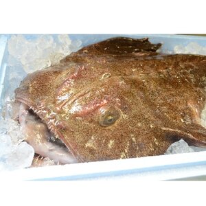 常陸名物　あんこう鍋セット(2人前)_魚介・海産物   _【配送不可地域：離島】【1599584】