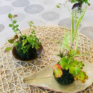 【先行受付・5月以降順次発送】季節の手作りコケ玉 インテリアやプレゼントにもピッタリ_花・観葉植物 盆栽 _【1617467】