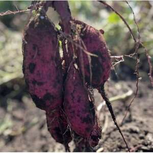 【先行受付/11月下旬～発送】(訳あり)茨城県産 熟成貯蔵 さつまいも 紅はるか 土付5kg(箱込)【1631631】