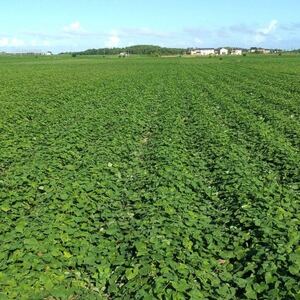 【新物】2月以降発送 ヒロファームの干しいも 平干し850g×1袋 べにはるか 茨城県ひたちなか産【1643853】